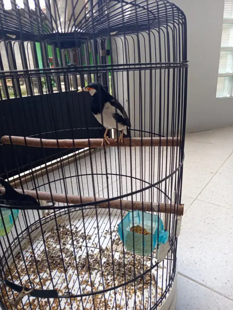 Jual burung jalak suren .super gacor..