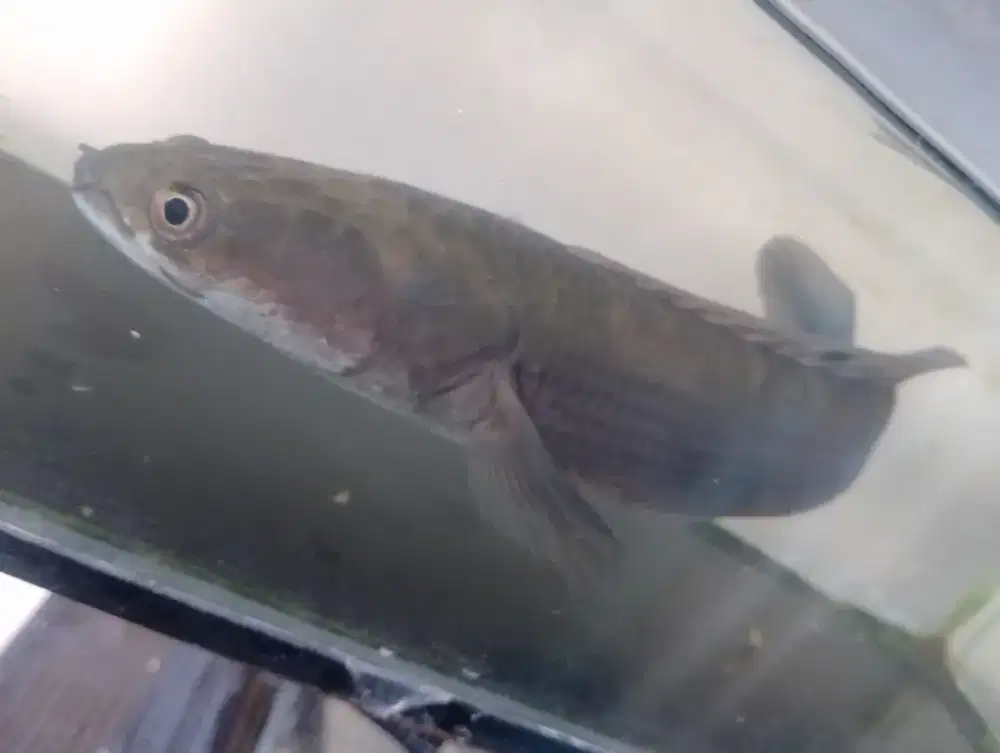 Ikan chana Maru Ys