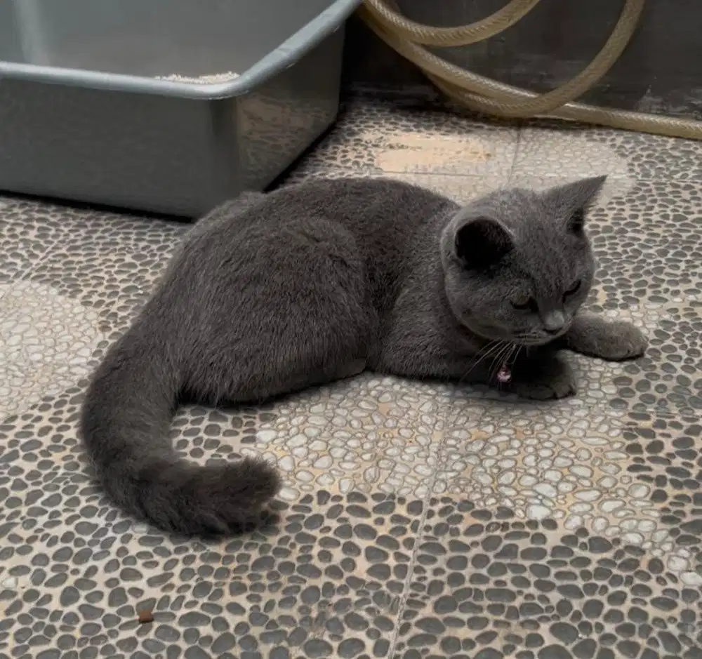 Kucing british shorthair bsh british shorthair
