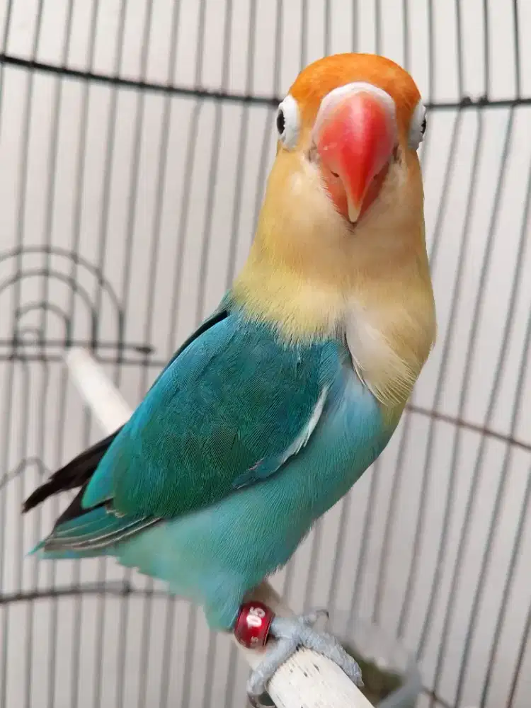 Burung lovebird betina cantik