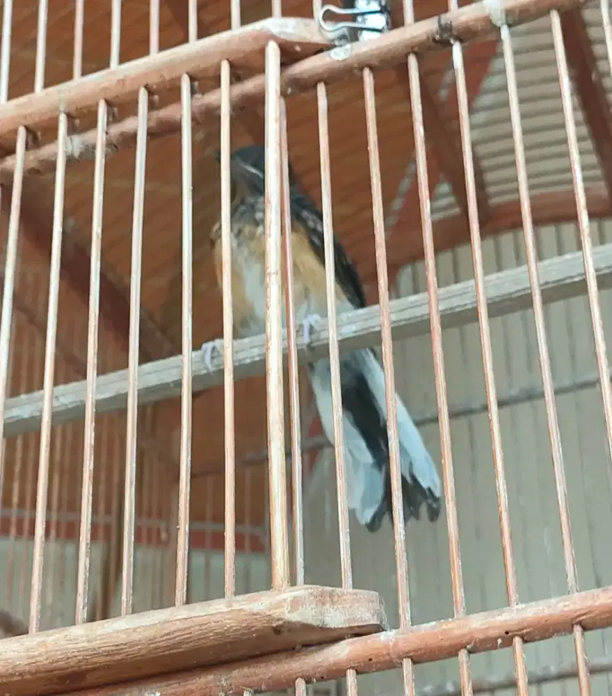 Murai Trotol Jantan Trah Ekor Panjang