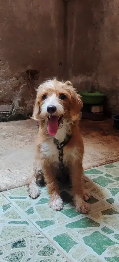 Anjing Jack Russel long hair betina 1 tahun