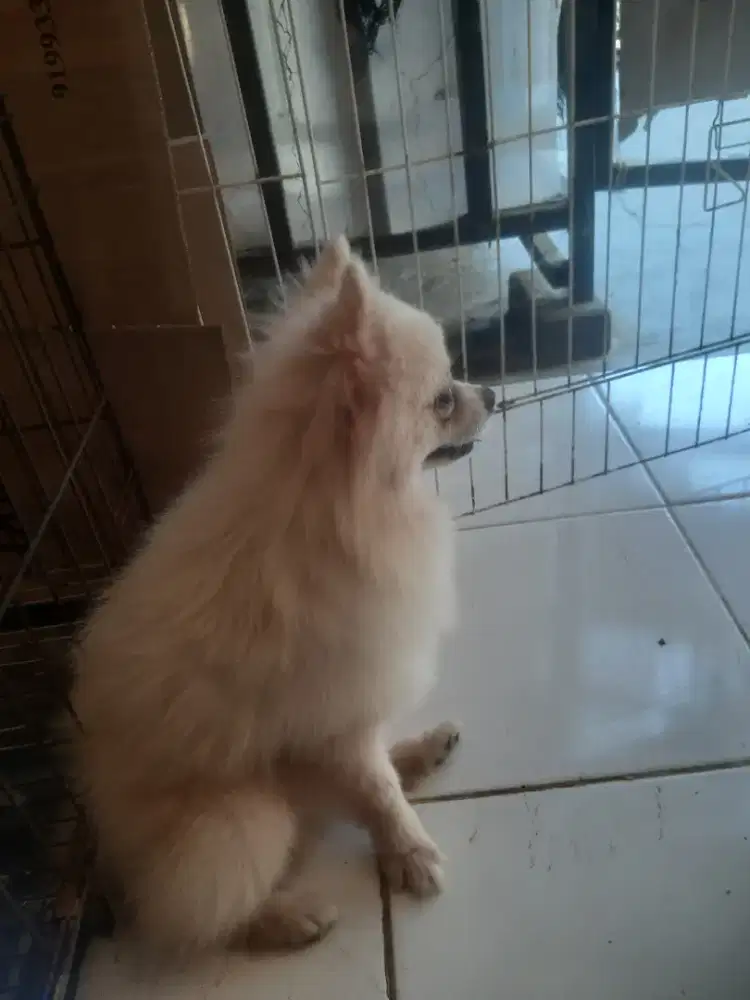 Minipom supermini jantan
