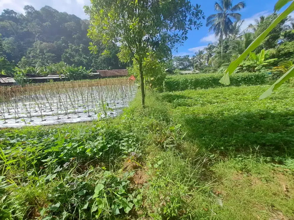 Dijual tanah perkebunan