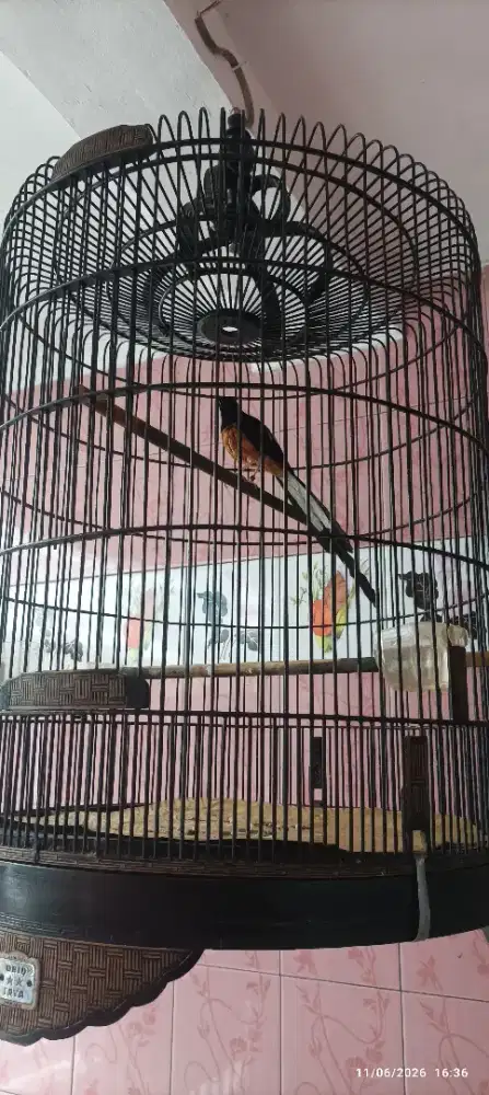 Jual murai ekor panjang