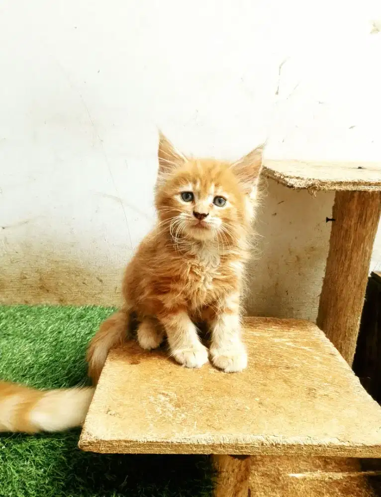 Kitten MaineCoon Jantan Pure No mix