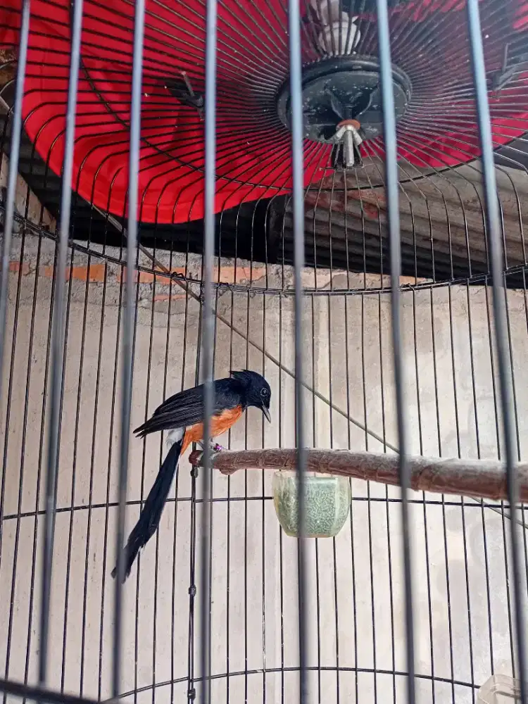 Di jual murai batu