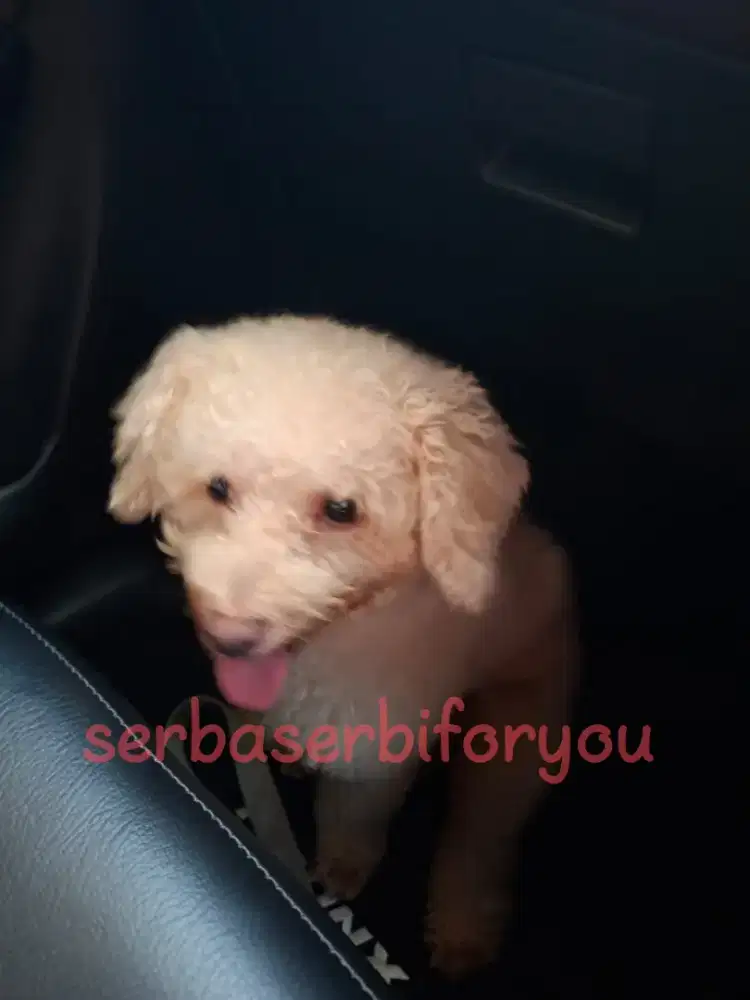 ANJING POODLE DEWASA 3TH ADA SERTIFIKAT