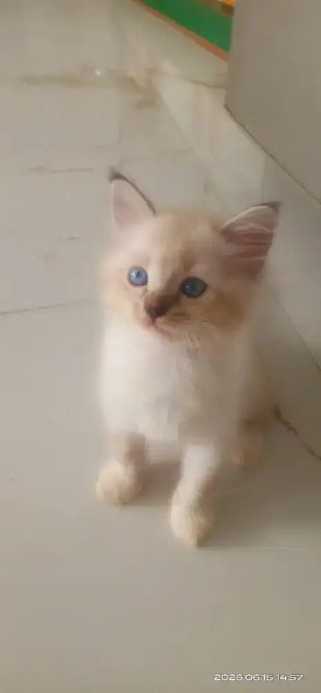 Kitten persia..