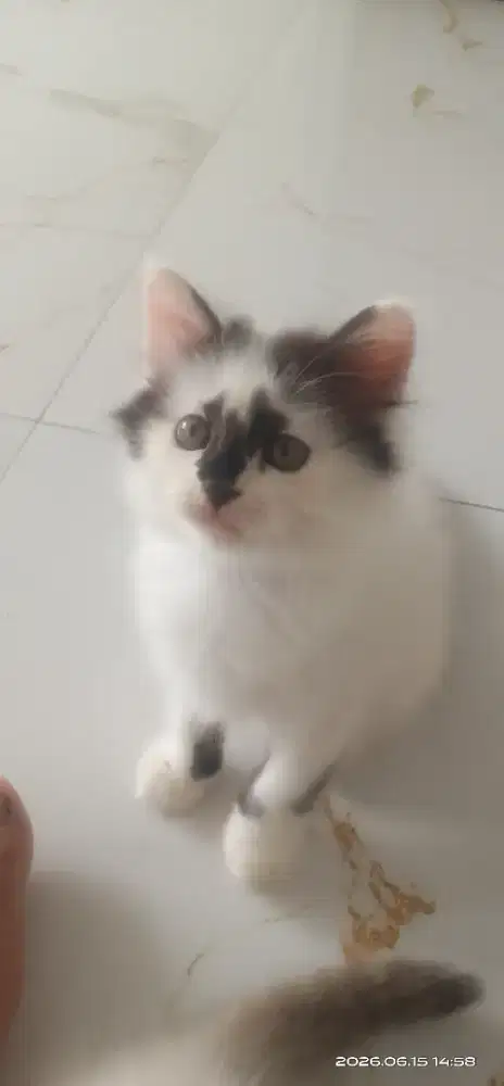 Kitten persia..