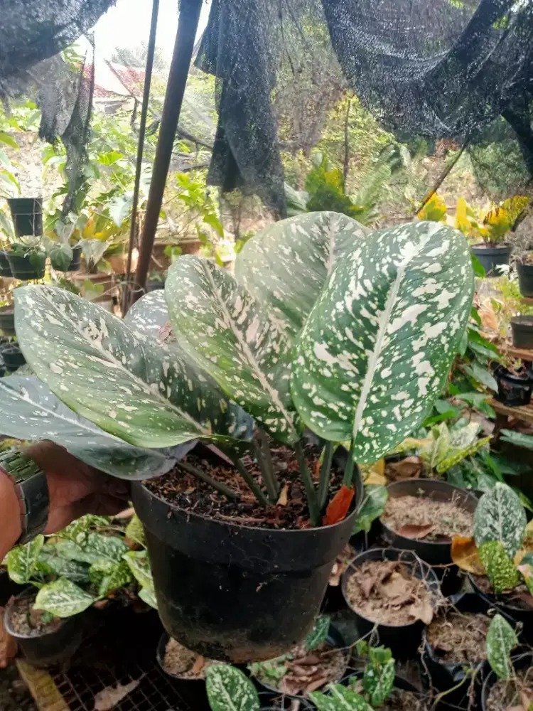 Dijual Aglonema