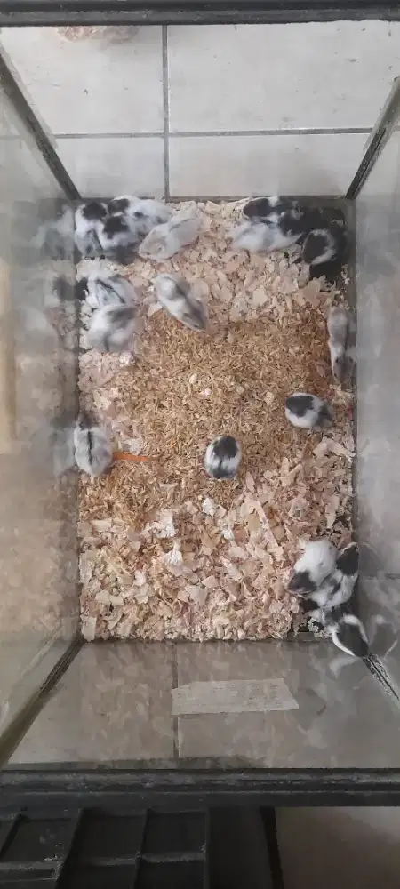 Hamster campble dan winter ready