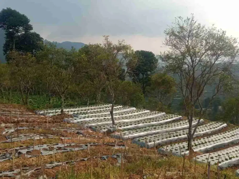 Tanah kebun Cibodas maribaya Lembang