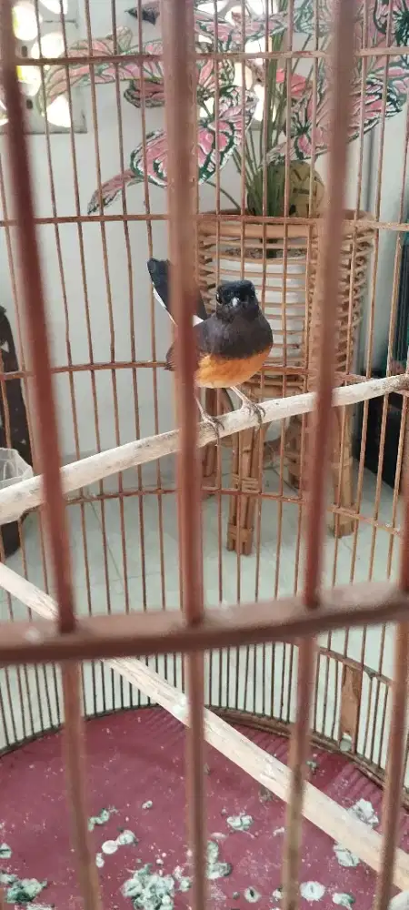 MB Medan Kaki Hitam