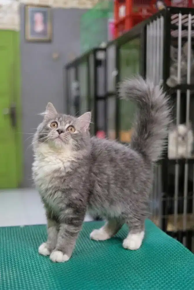 Ready kitten Persia
