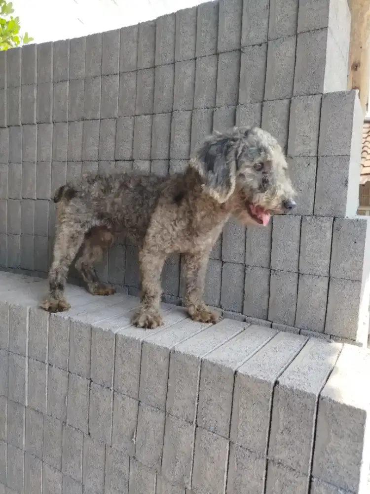 Poodle jantan silver