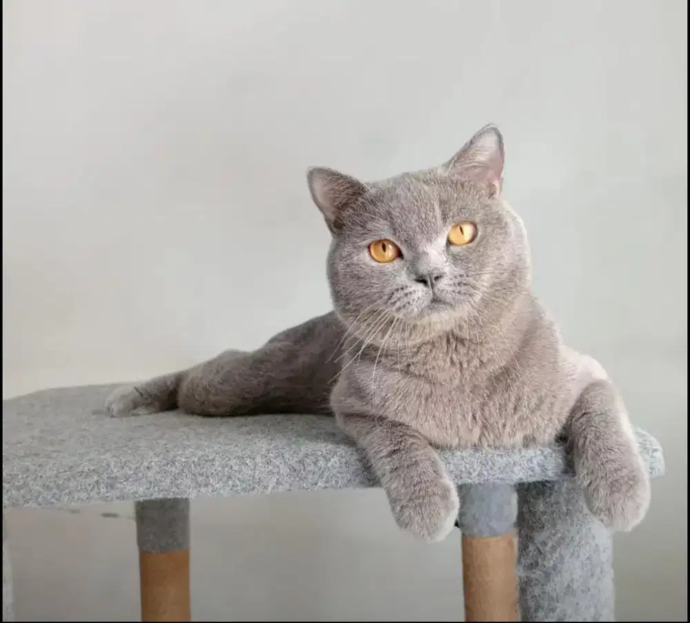 Jasa Pacak Kucing BSH Blue Solid Kualitas Super Ajib