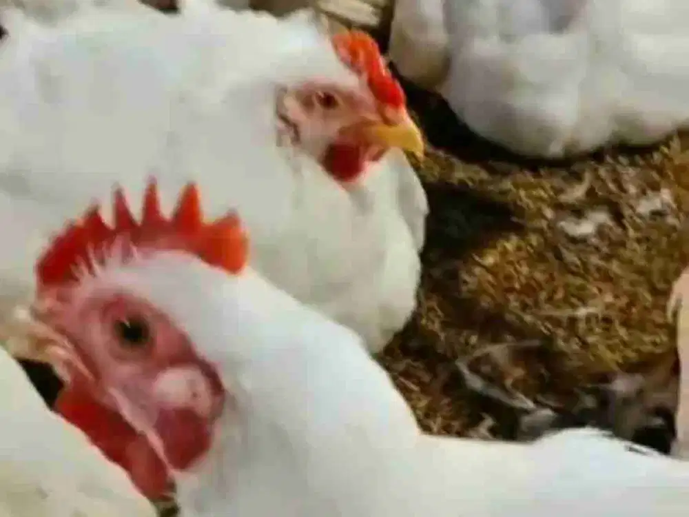 Dijual peternakan ayam masih aktif income 250 juta perbulan, luas tanah 6 hektar harga permeter 450 ribu nego