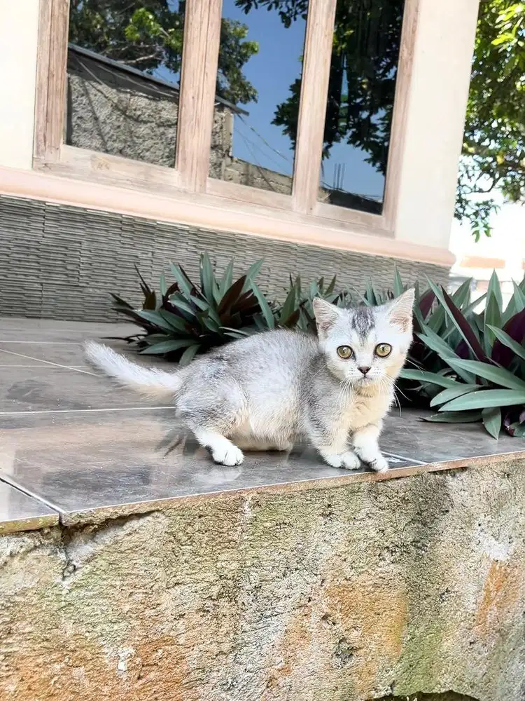 Kucing munchkin BSH british shorthair kitten