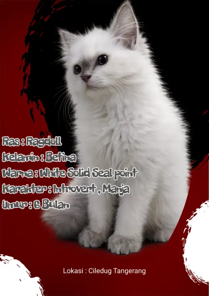 Kucing ragdoll betina | kucing Persia | kucing British shorthair