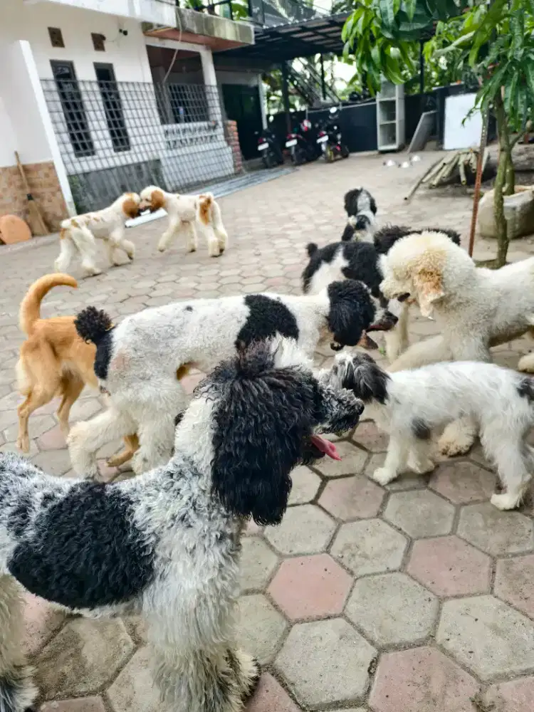 Giant poodle 4 ekor borongan 15 juta aja