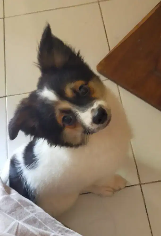 Jual anakan corgy mix Pom