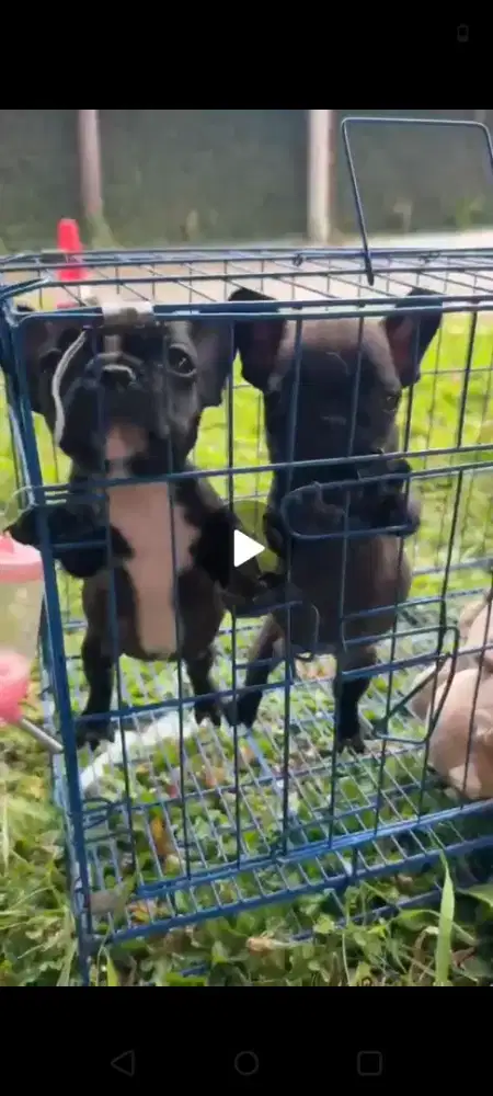 French Bulldog 2