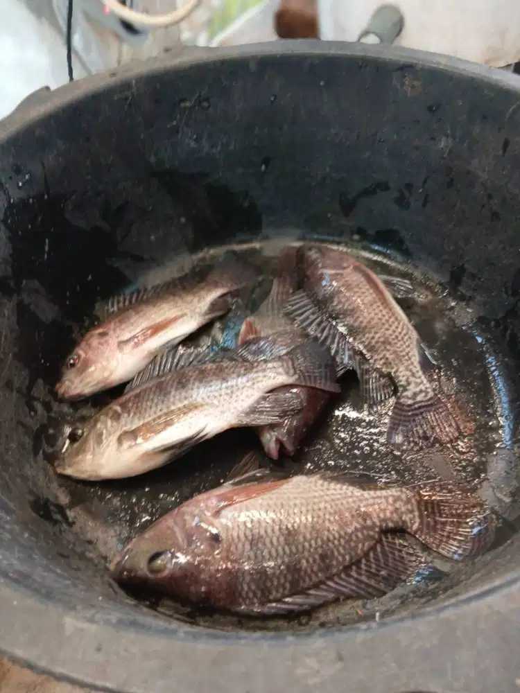 JUAL IKAN NILA HASIL BUDIDAYA SENDIRI 1 KG = 3 - 4 EKOR,  HARGA NEGO