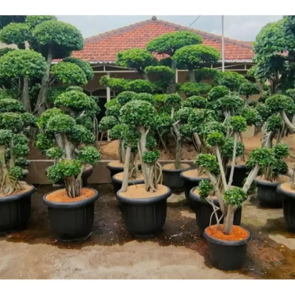 Pohon bonsai anting putri bonsai beringin korea bonsai parigata dll ##