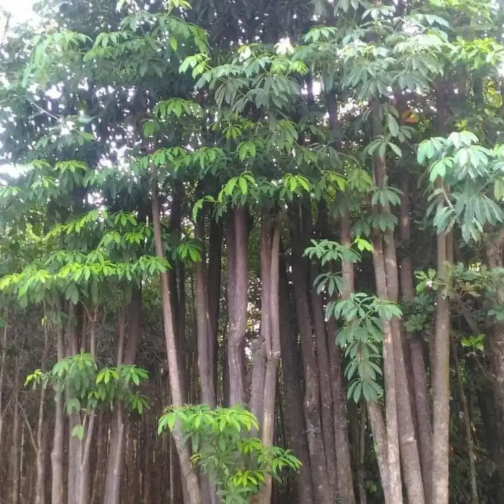 Pohon pelindung pohon pule pohon palem dll ##