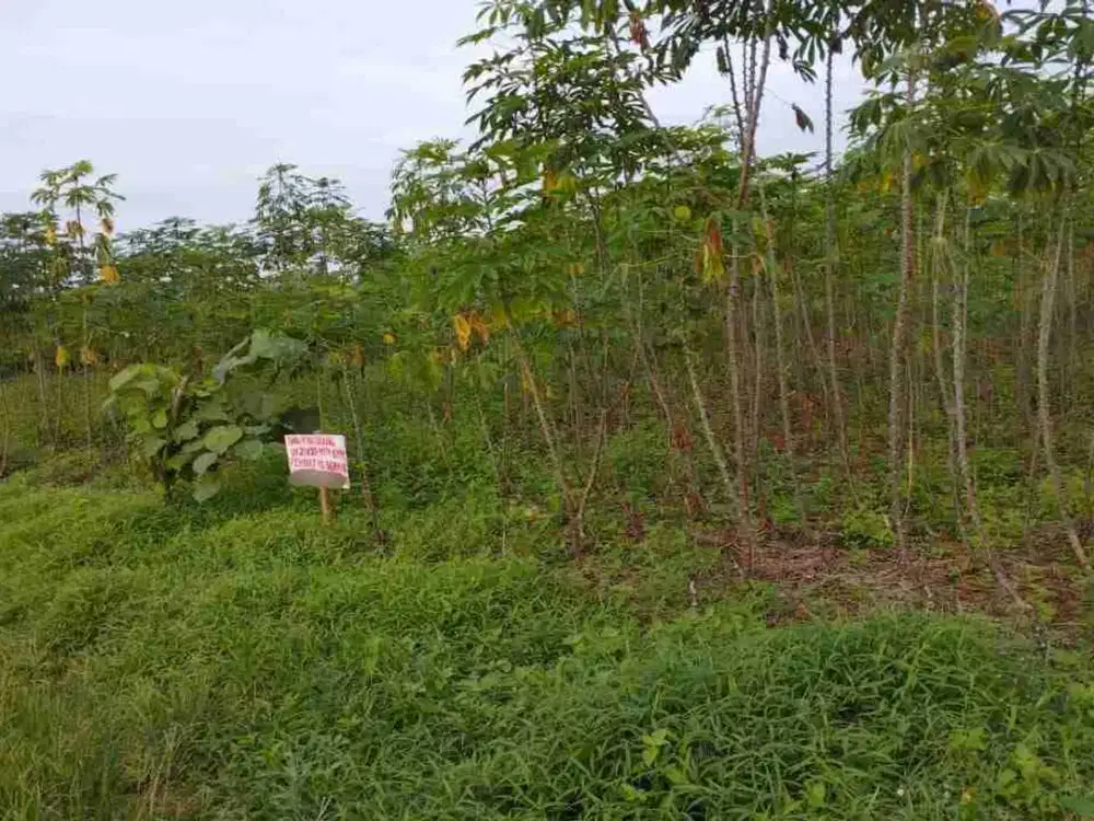 DIJUAL CEPAT TANAH MURAH LUAS DAN SUDAH SHM DI PERADANGAN 3 SIMALUNGUN