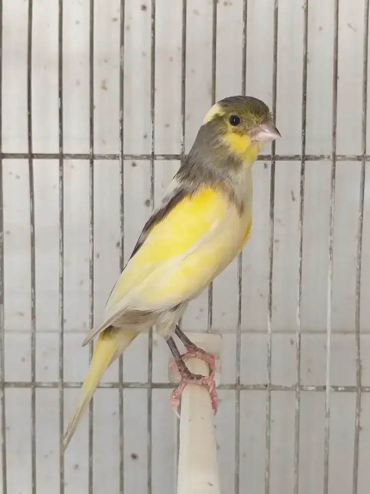 Kenari Spanish Timbrado Betina