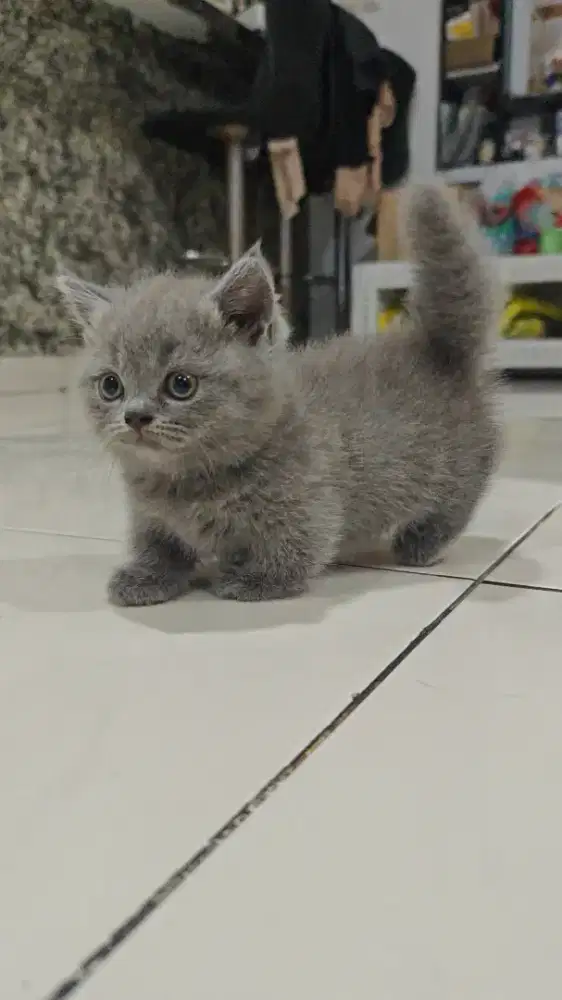 Bsh British Shorthair Munchkin