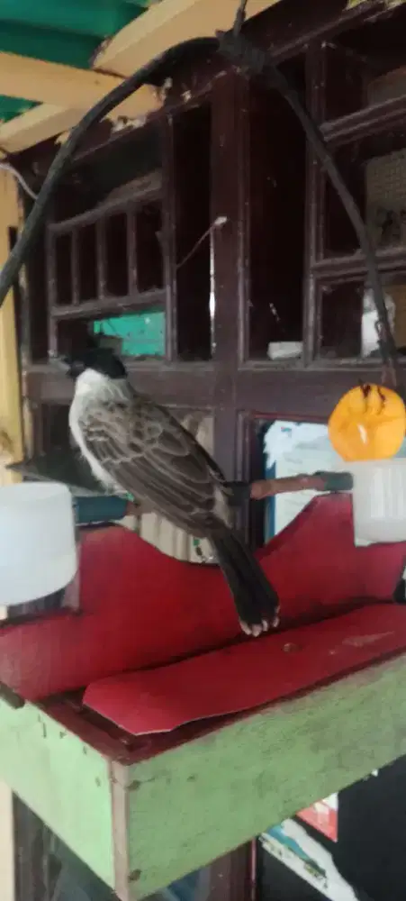 kutilang jinak mapan deker bisa TT
