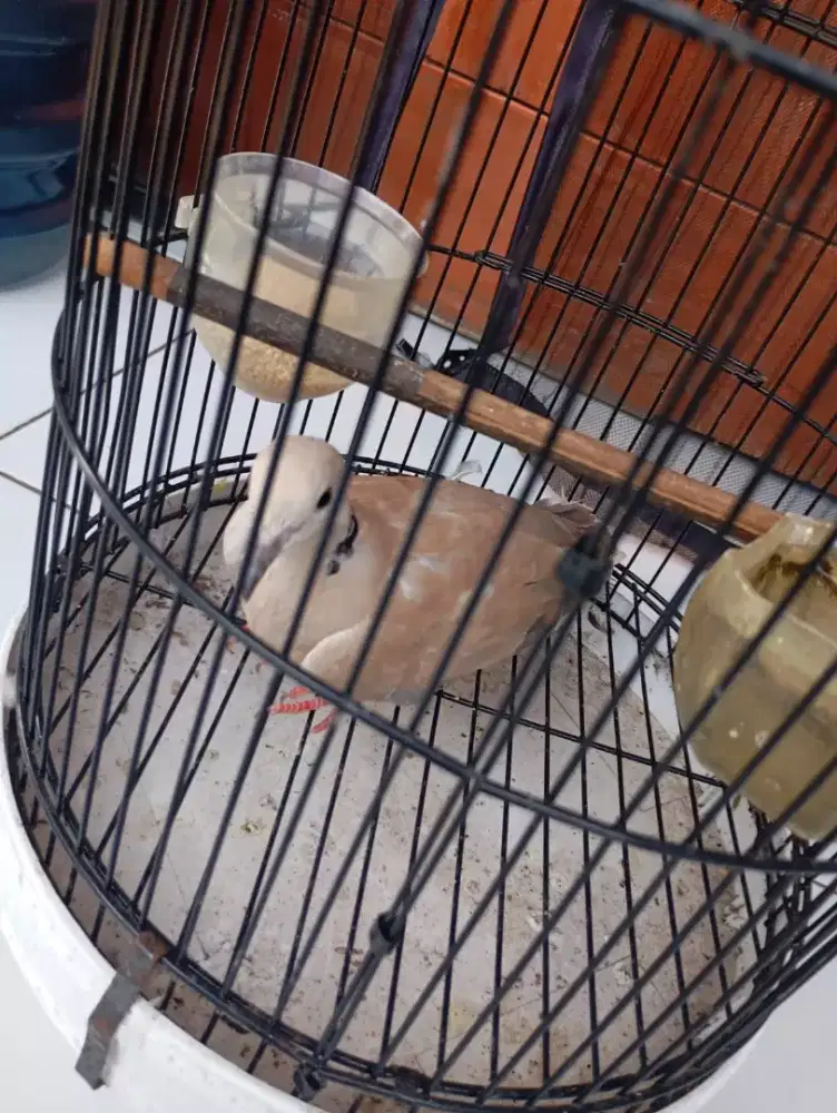 JuaL burung puter betina/bikang siapd kawinkan dgn kurungnya