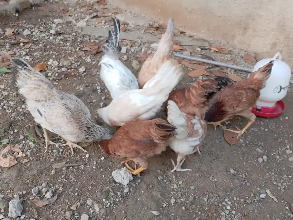Ayam elba remaja