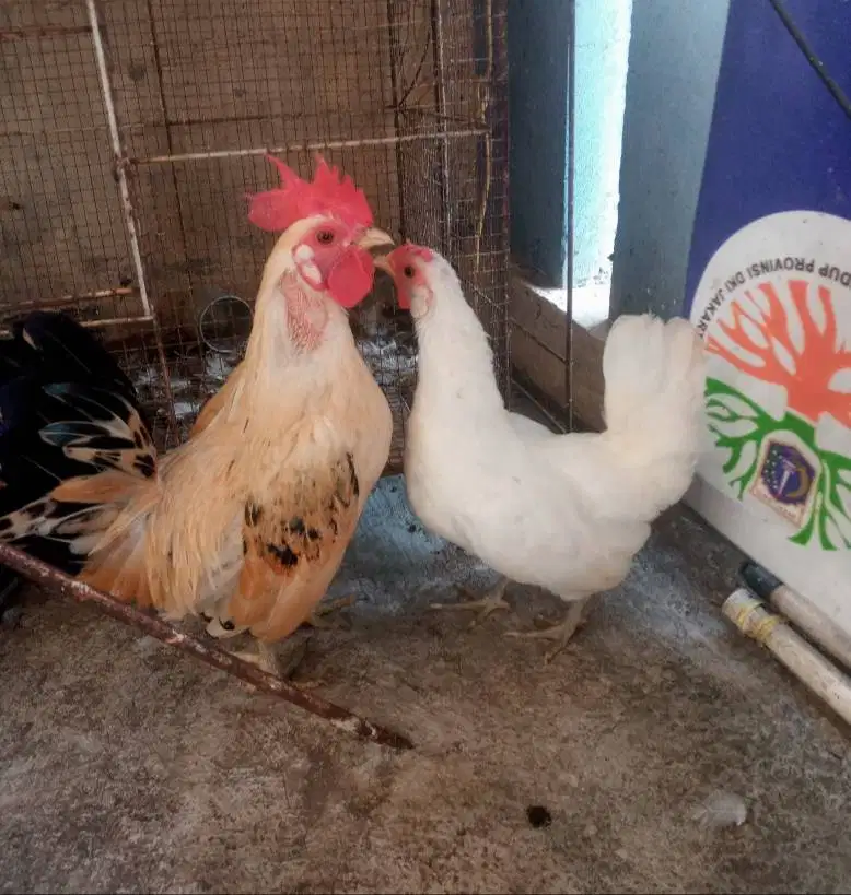 Ayam Kate sepasang