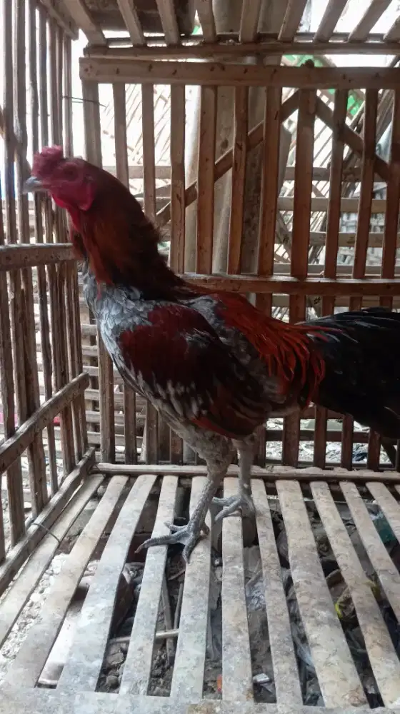 Ayam Birma Bangkok / birkok