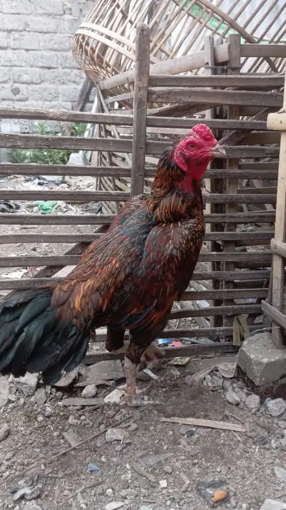 Ayam Bangkok bulbi