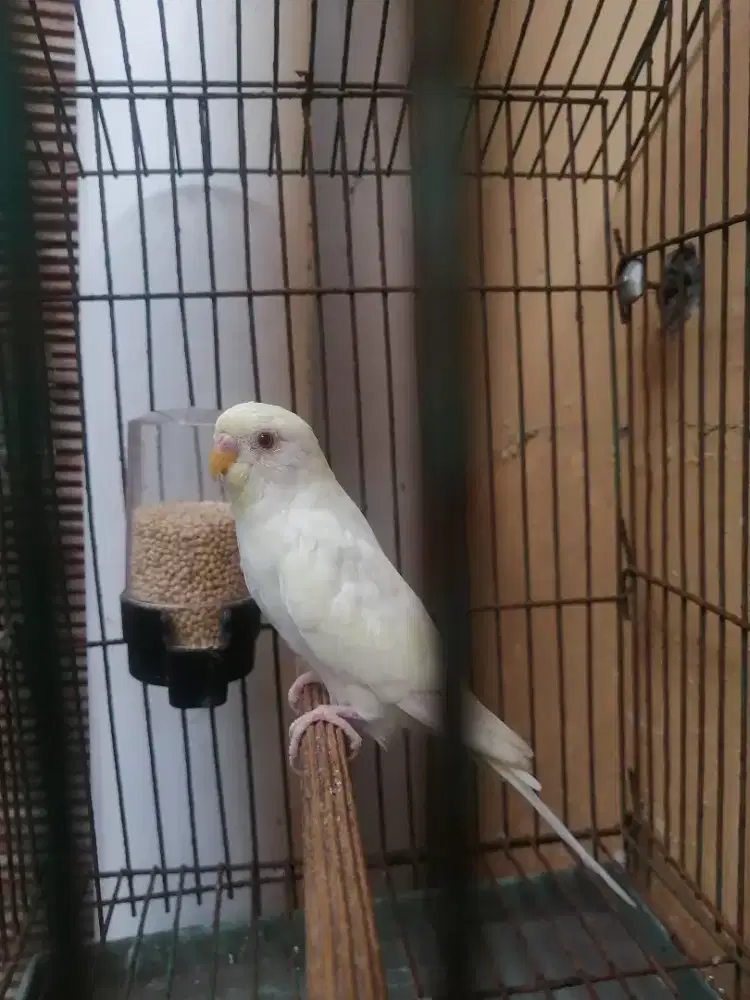 Burung parkit mata merah