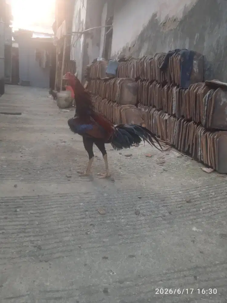 Ayam Bangkok Pakhoy Super