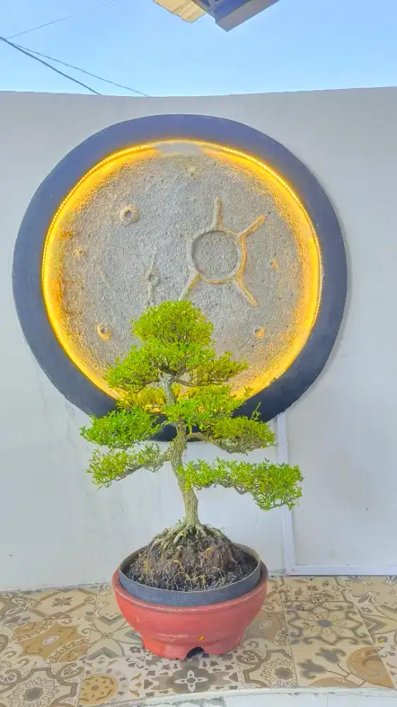 Bonsai seribu bintang