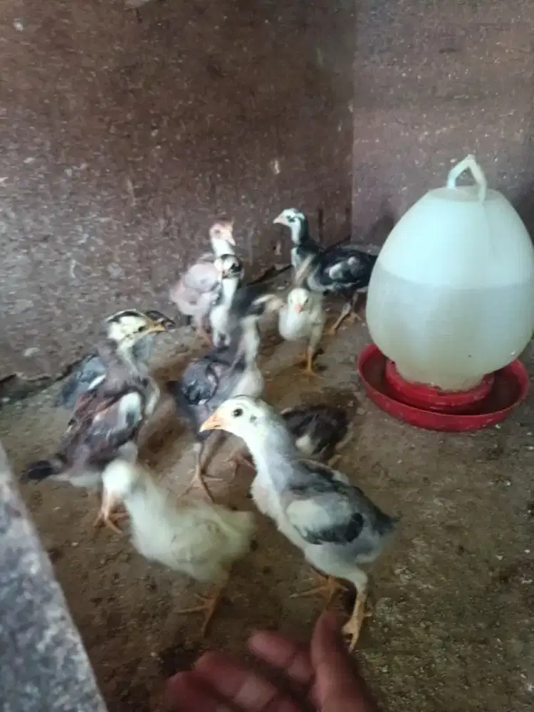 Di jual anak ayam siam