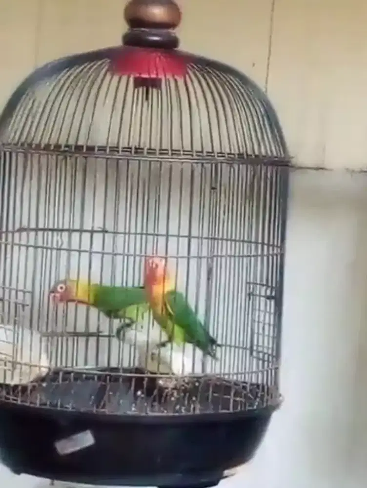 Di jual 2 burung lovebird paud ijo di Tt anak ayam jago jawa