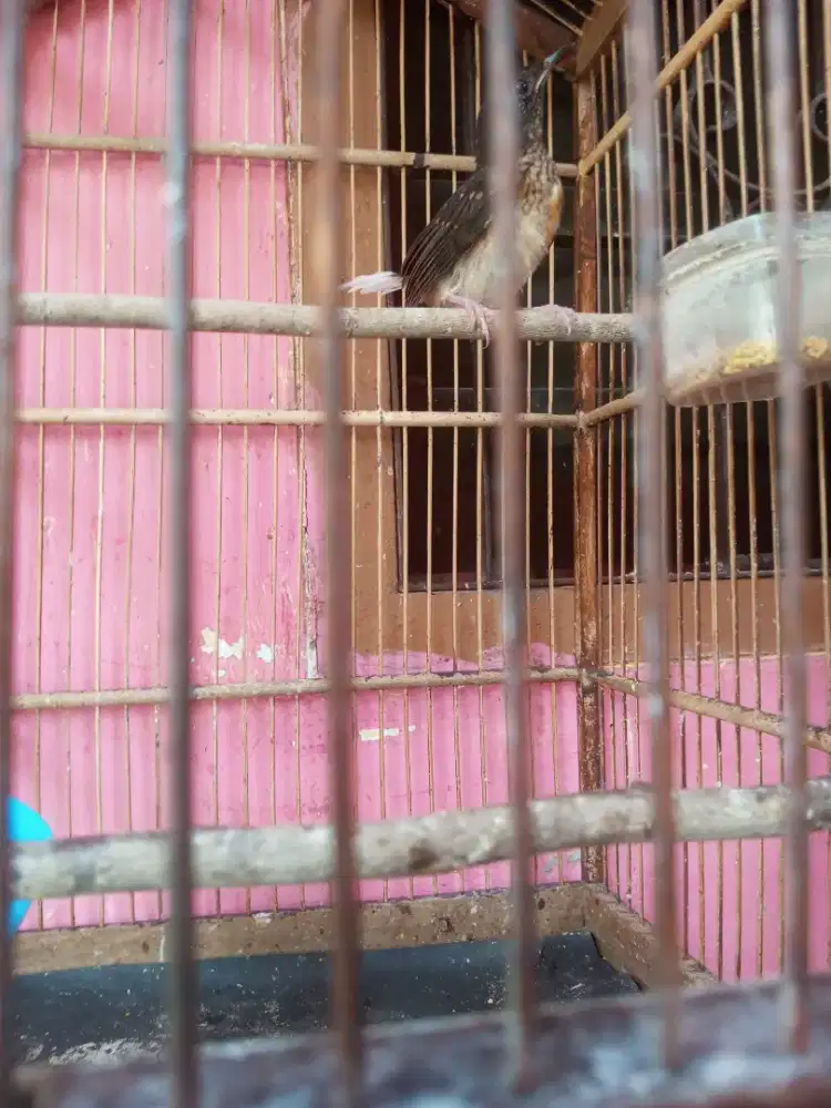 Burung Murai Trotol Fix Fix Fix Jantan