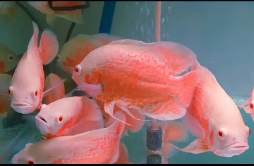 Ikan oscar albino red leopard grade A