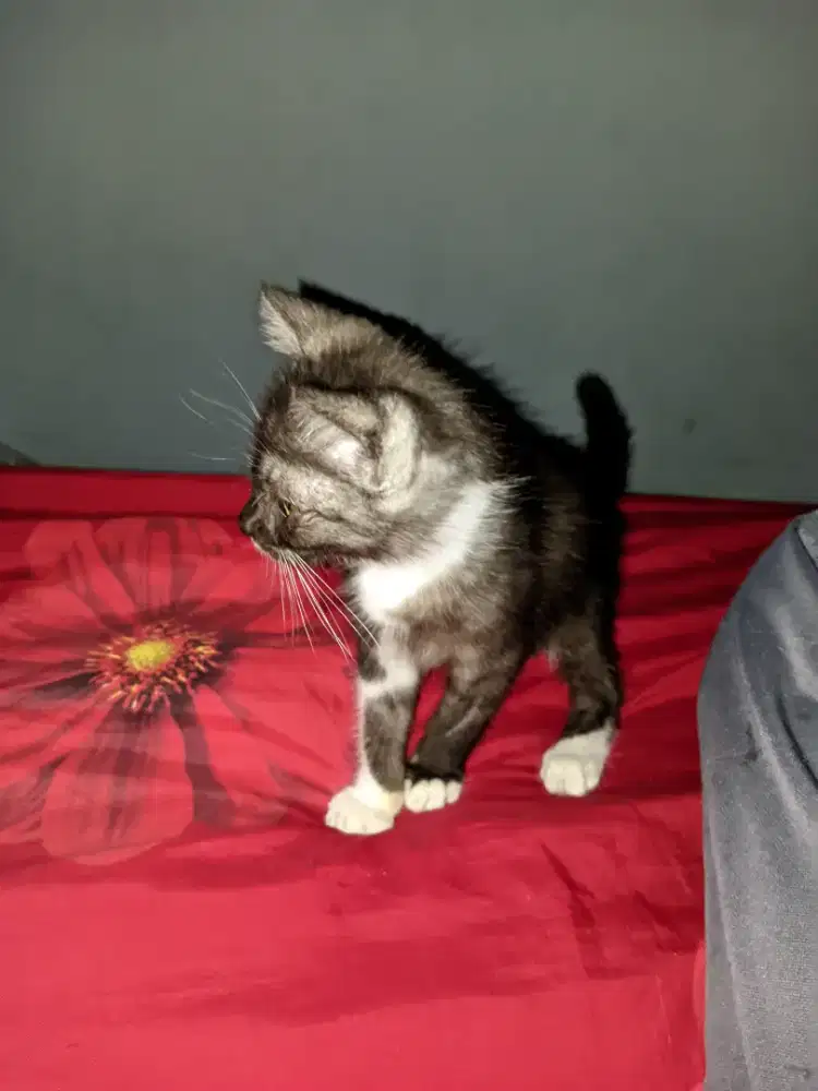 Adopt kucing mixdom dominan persia