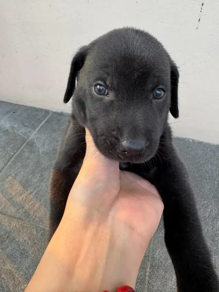 Anak Anjing Puppy Usia 1 Bulan Golden Black Labrador Non Stambum Sehat