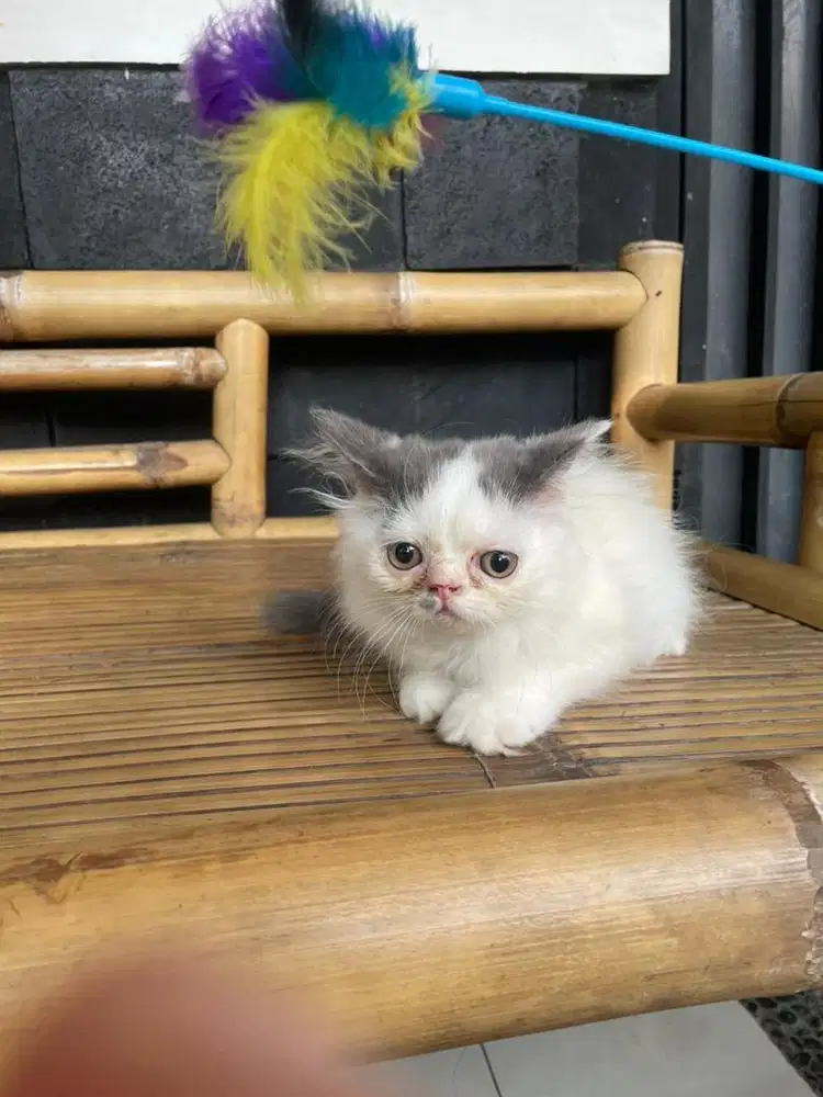KITTEN PEAKNOSE