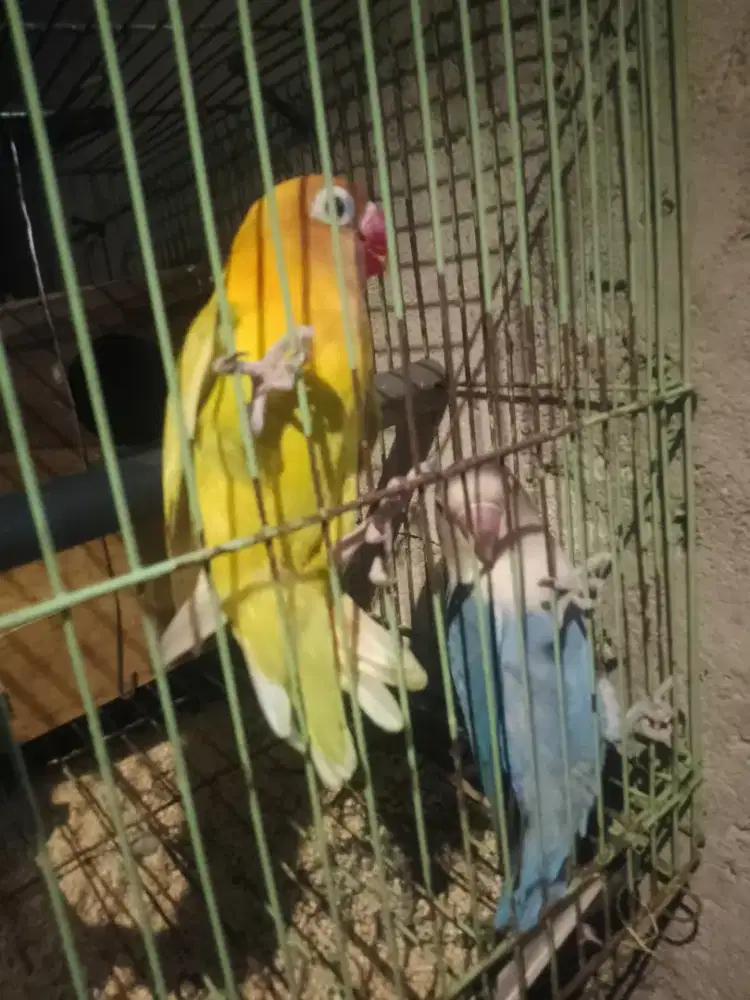 Burung Lovebird